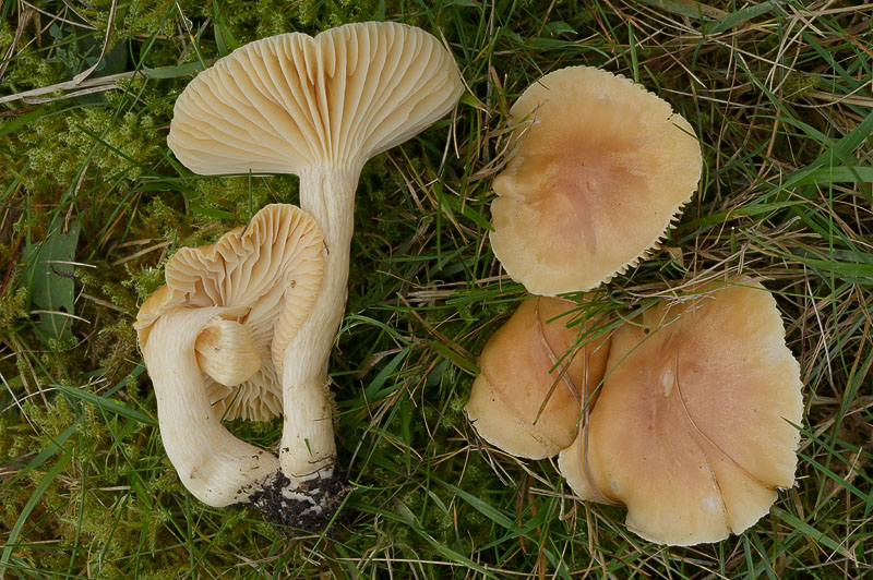 Cuphophyllus pratensis var. pratensis